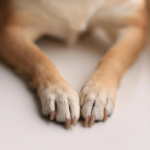 Como a Morte de um Cão Comunitário no Paraná Chama a Atenção para a Proteção Animal nas Cidades Brasileiras