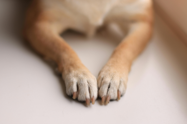 Como a Morte de um Cão Comunitário no Paraná Chama a Atenção para a Proteção Animal nas Cidades Brasileiras