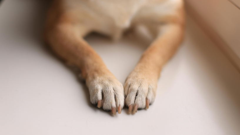 Como a Morte de um Cão Comunitário no Paraná Chama a Atenção para a Proteção Animal nas Cidades Brasileiras