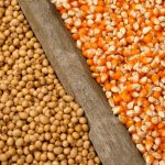 Safra de soja e milho no Paraná cresce e reforça protagonismo do agronegócio brasileiro em 2026