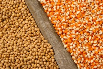 Safra de soja e milho no Paraná cresce e reforça protagonismo do agronegócio brasileiro em 2026