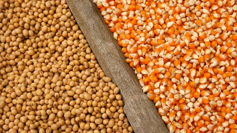 Safra de soja e milho no Paraná cresce e reforça protagonismo do agronegócio brasileiro em 2026