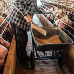 Paraná lidera produção de carne suína no Brasil e consolida força no agronegócio nacional