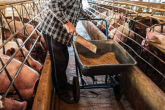 Paraná lidera produção de carne suína no Brasil e consolida força no agronegócio nacional