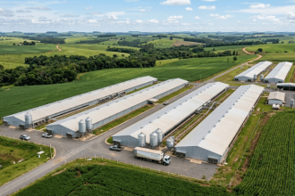 Paraná lidera produção de frangos no Brasil e setor avícola ganha força no campo e na economia do Estado