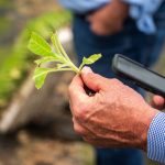 Produtor rural examina uma planta com um smartphone em uma lavoura.