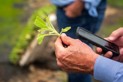 Produtor rural examina uma planta com um smartphone em uma lavoura.