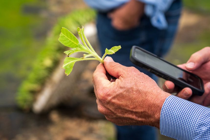 Produtor rural examina uma planta com um smartphone em uma lavoura.